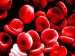 Red blood cells