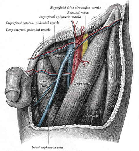 Litograph plate from the 20th U.S. edition of "Gray's Anatomy of the Human Body", published in 1918 (public domain).