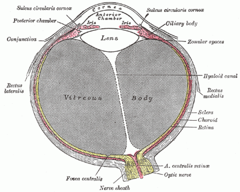 Horizontal section of the eyeball. Click to enlarge.