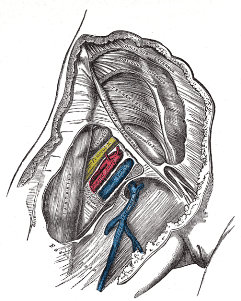  Femoral sheath laid open to show its three compartments. Click to enlarge.