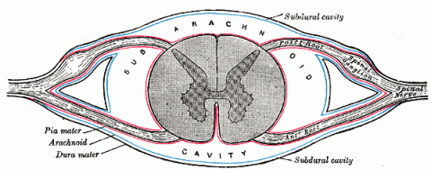 Diagrammatic transverse section of the medulla spinalis and its membranes. Click to enlarge.