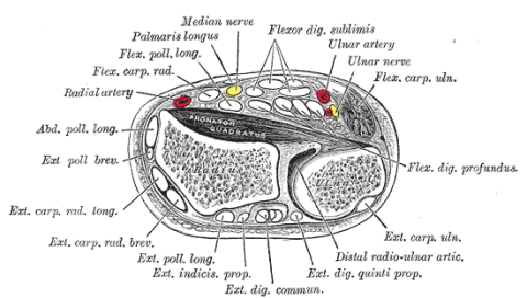 Transverse section across distal ends of radius and ulna. Click to enlarge.