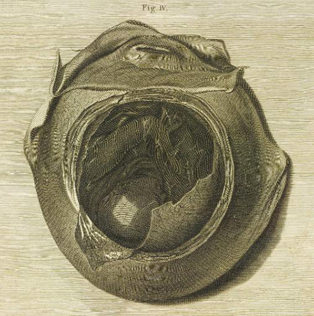 chorione-window-reflection